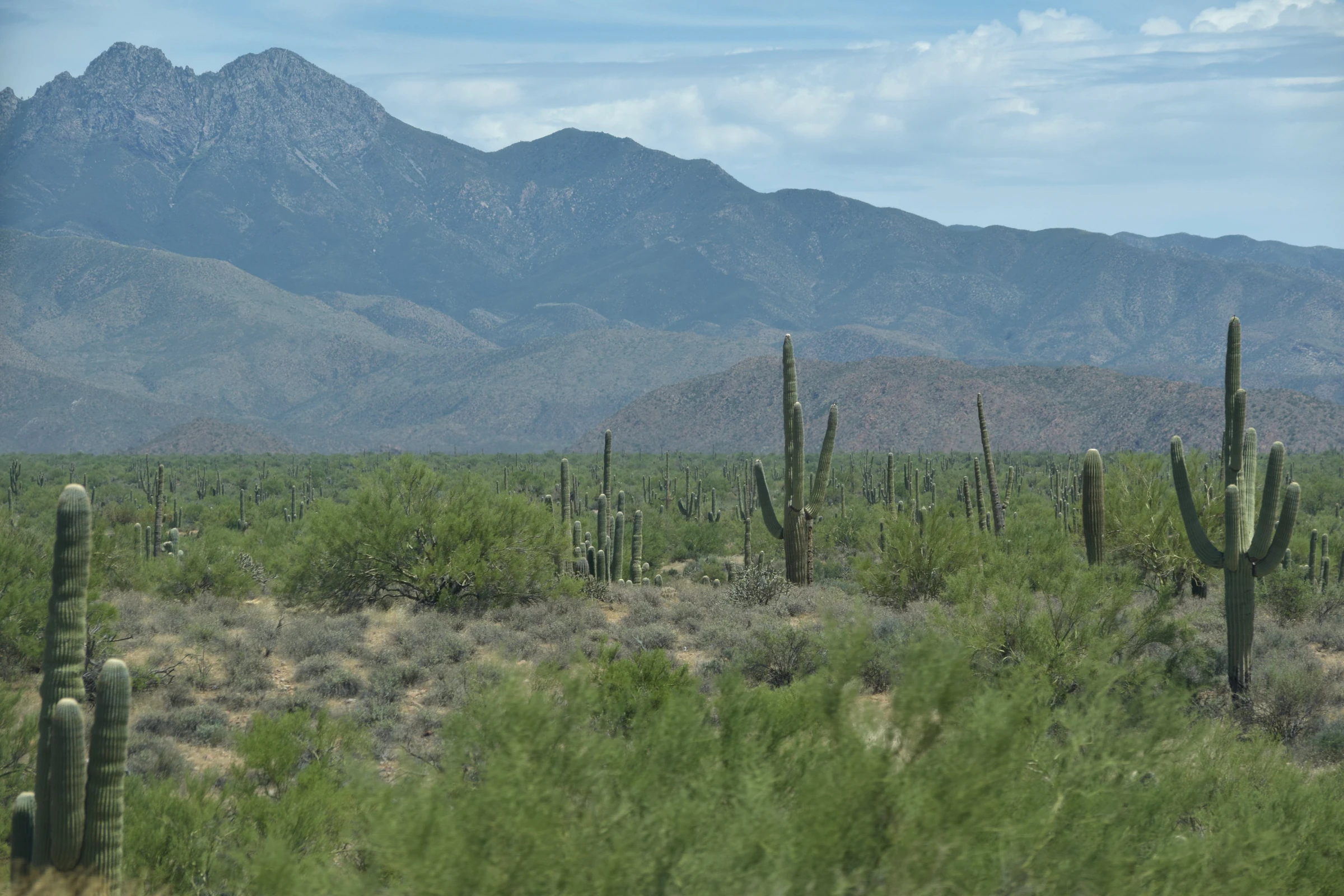 desert desert