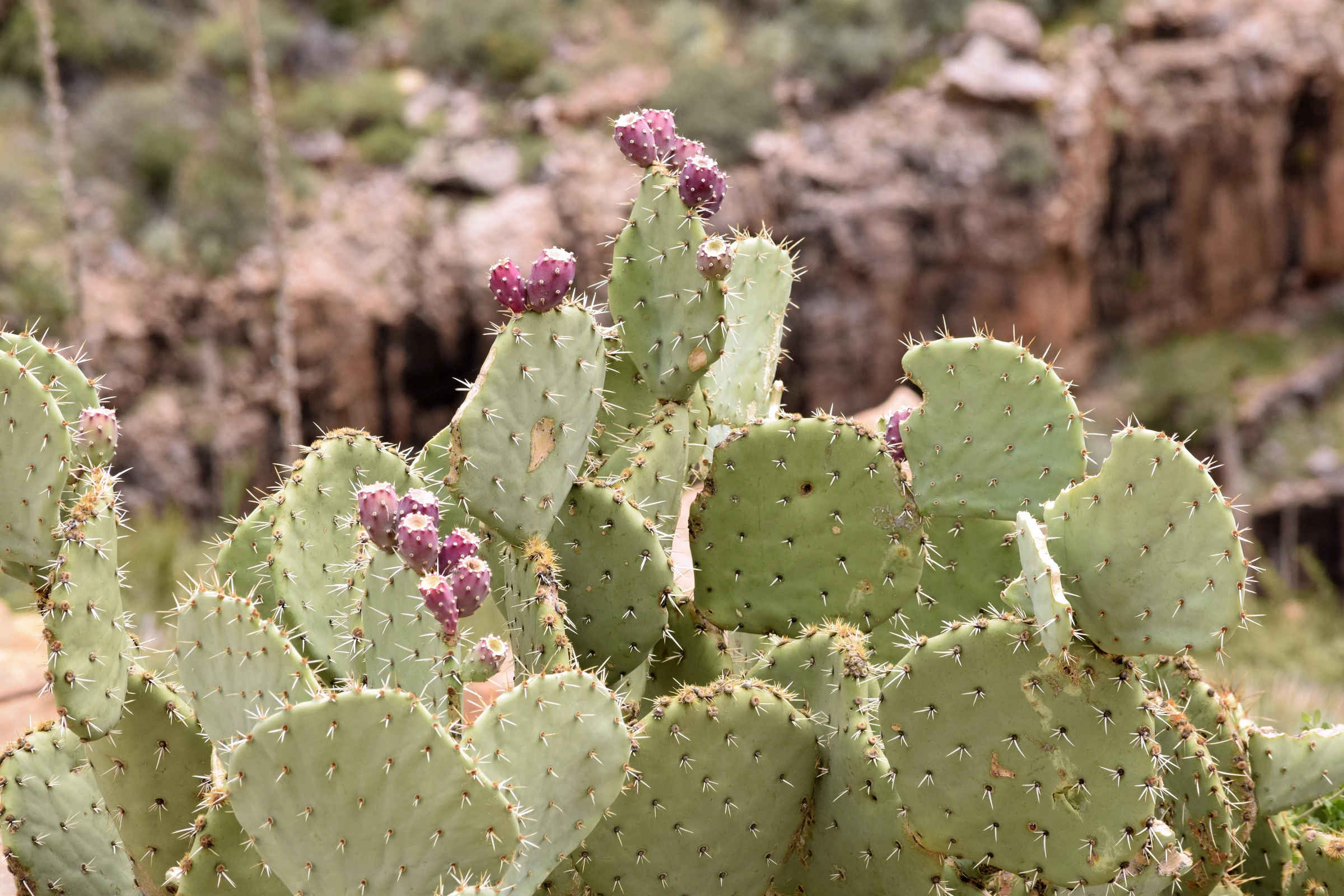cactus cactus