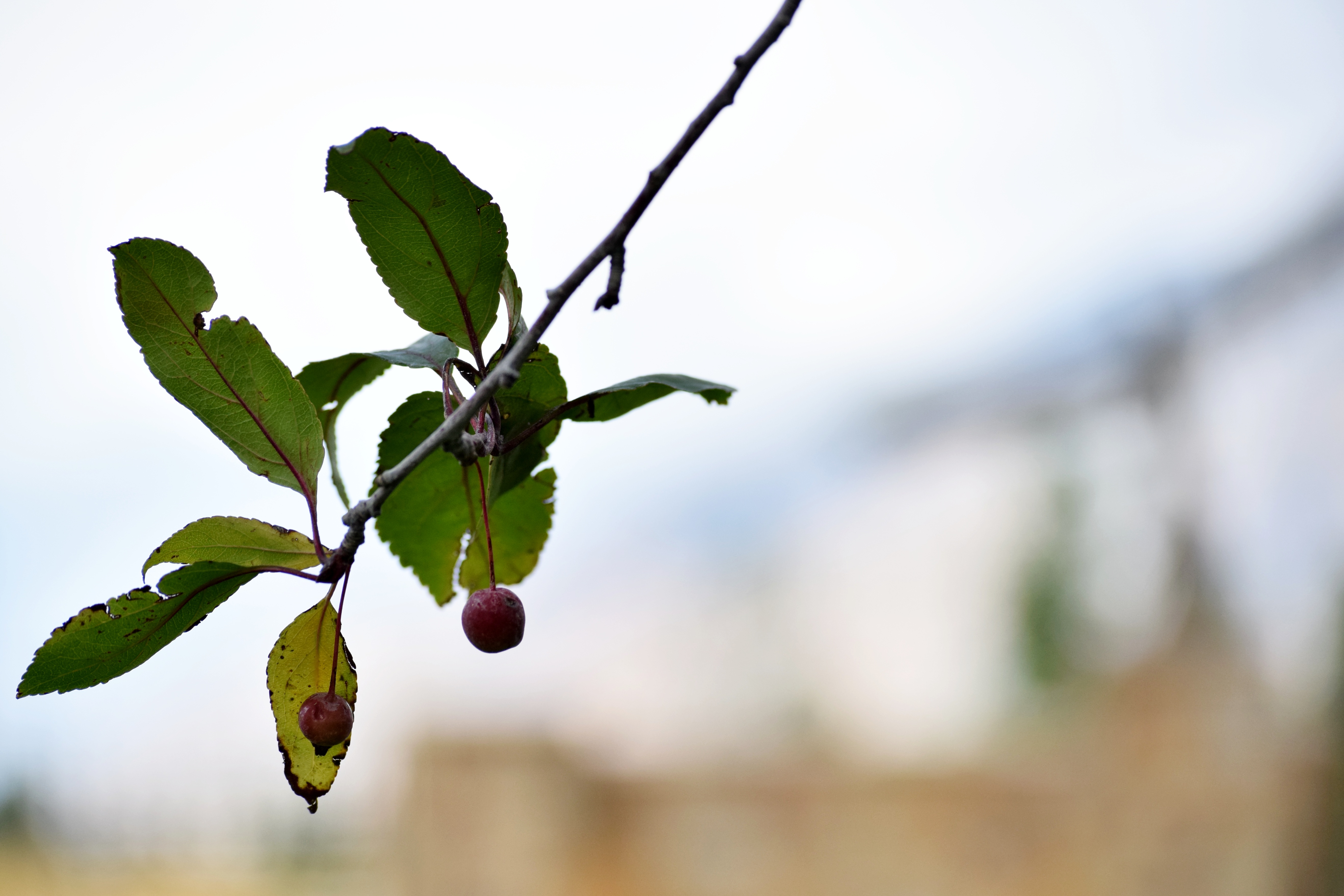 berry berry